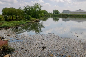 Video: Cá chết hàng loạt không rõ nguyên nhân