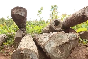 Video: Khám nghiệm hiện trường, điều tra vụ khai thác gỗ trái phép ở Đắk Lắk