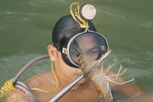 Video: Theo chân ‘người nhái’ xiên tôm càng trên sông Đồng Nai