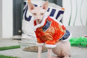 Video: Cô gái sở hữu đàn mèo không lông hàng trăm triệu đồng