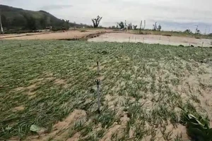 Video: Nông dân Lý Sơn thiệt hại 70ha hành vụ Hè Thu