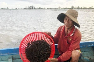 Video: Kiếm bộn tiền từ việc bắt ốc bươu vàng mùa nước nổi