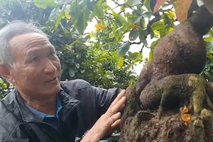 Video: Vườn mai bonsai tiền tỉ của nghệ nhân đất võ