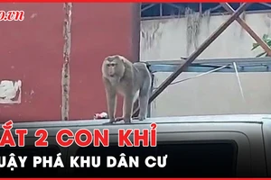Bắt 2 con khỉ quậy phá người dân ở Hóc Môn và quận 12
