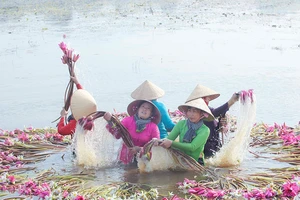 Mãn nhãn hoa súng mùa nước nổi ở Long An