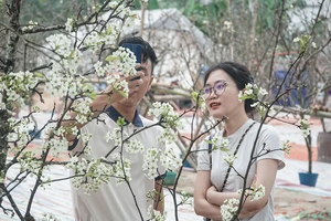 Người dân Hà Nội chơi hoa lê rừng sau tết