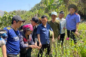 Một phụ nữ trồng gần 900m2 cây thuốc phiện trong rừng sâu