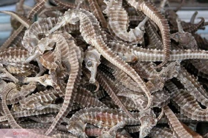 Cá ngựa - món ăn bài thuốc 