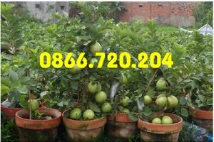 Giống ổi siêu trái trồng trong chậu