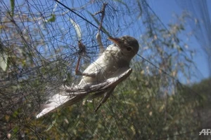 Hơn 2 triệu chim di cư bị 'giết thịt'