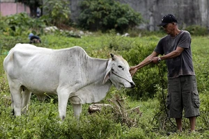 ‘Người nghiện’ bị cáo buộc hiếp dâm động vật hàng loạt