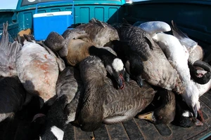 Hàng ngàn con ngỗng chết khi đang bay