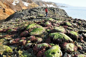 300 mét bờ biển Nhật Bản trồi lên trong một đêm