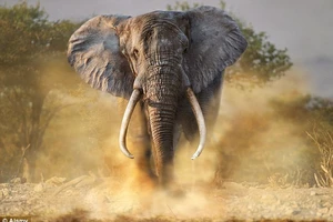 Voi sổng chuồng giết chết người đàn ông 65 tuổi