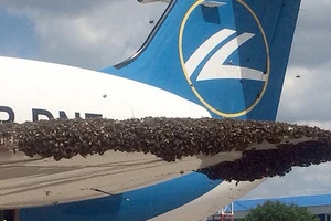 Hàng nghìn con ong ‘tấn công’ máy bay Nga