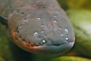 Ăn nhầm lươn điện, cá sấu 'chầu trời'