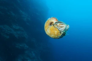 Sinh vật biển cổ đại ‘tái xuất’ sau 31 năm mất tích