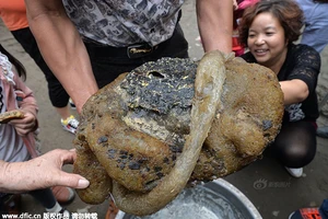 Ngư dân tìm được vật lạ nghi là nấm trường sinh?