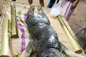 Con vật lai nửa trâu nửa cá sấu kỳ dị