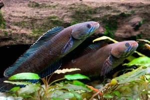 Tìm thấy cá biết đi, khỉ hắt hơi tại ‘nóc nhà thế giới’