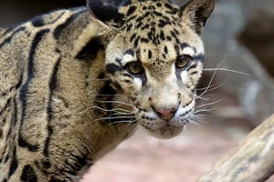 Mỹ phát triển 'sở thú đông lạnh' để ngăn tuyệt chủng