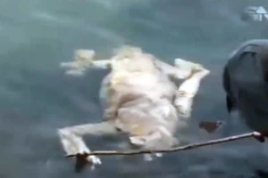 Xác sinh vật giống ma cà rồng tìm thấy ở Paraguay