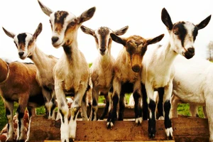 Máy bay hạ cánh khẩn cấp vì 2.000 con dê ‘xì hơi’