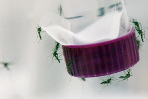 Estonia tuyên bố sắp phát triển được vắc-xin điều trị Zika