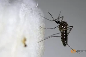 Trung Quốc đứng trước nguy cơ lan truyền virus Zika 