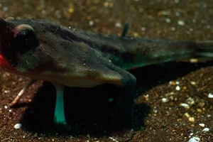 Dân Thái Lan phát hiện sinh vật quái dị