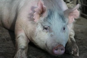 Bắt đầu nuôi bộ phận cơ thể người trong cơ thể heo