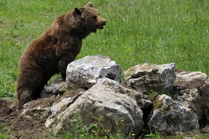 Gấu xông vào phá hỏng cuộc tập trận của 3.000 binh sĩ