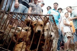 Trung Quốc cam kết ‘dẹp tiệm’ lễ hội thịt chó