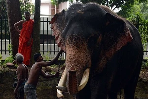 Nuôi voi rừng: Thú vui ‘quyền lực’ của giới thượng lưu