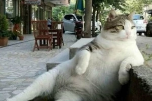 Chú mèo có dáng ngồi ‘khó đỡ’ được dựng tượng tưởng nhớ