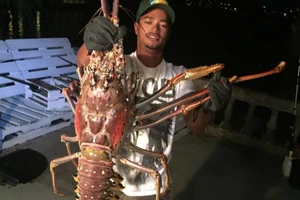 Bắt được 'lão' tôm hùm khổng lồ, to bằng nửa thân người