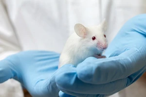 Cảnh báo nguy cơ virus Zika gây teo tinh hoàn