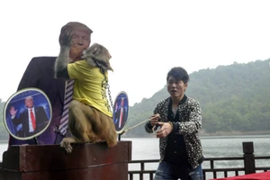 ‘Vua khỉ’ Trung Quốc đoán ông Trump sẽ là tổng thống Mỹ