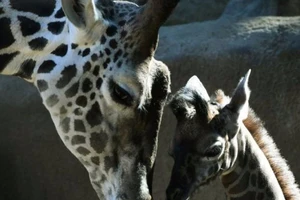 Hươu cao cổ có nguy cơ tuyệt chủng