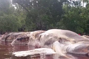 Giải mã bí ẩn sinh vật biển khổng lồ dạt vào Indonesia