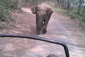 Đứng tim cảnh voi 'điên' đuổi theo xe khách
