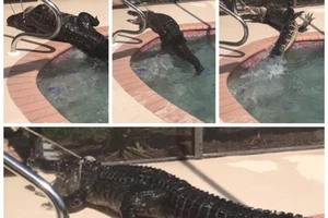 Hoảng hồn 'cá sấu lên bờ', chui vào hồ bơi 