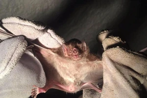 Dơi ma cà rồng 'đại náo' Brazil, cắn chết người