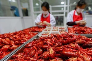 Bỏ việc đi bán tôm, nhà báo thành triệu phú