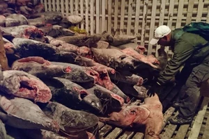 Ecuador bắt tàu Trung Quốc chở hàng trăm tấn cá mập