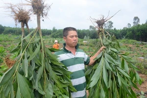 Dân phản ứng vì chính quyền nhổ keo mà không thông báo