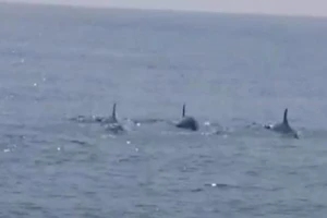 Cá heo xuất hiện ở bờ biển Hội An là tín hiệu đáng mừng