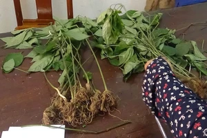 Nhổ trộm 74 cây Sâm Ngọc Linh về nhà trồng