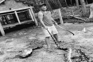 Quảng Nam: Trăn 'khủng' nuốt con dê 25 kg