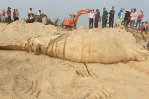 Xác cá voi 4 tấn dạt vào bờ biển Quảng Nam